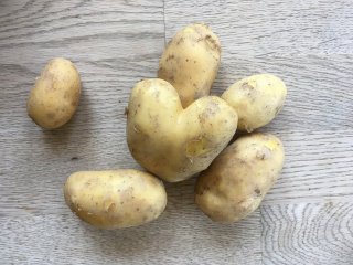 Kartoffeln (Agria)