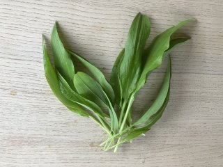 Bärlauch