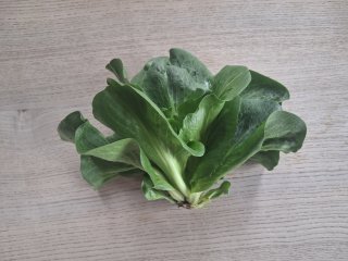 Grumolo verde