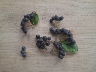 Aroniabeeren