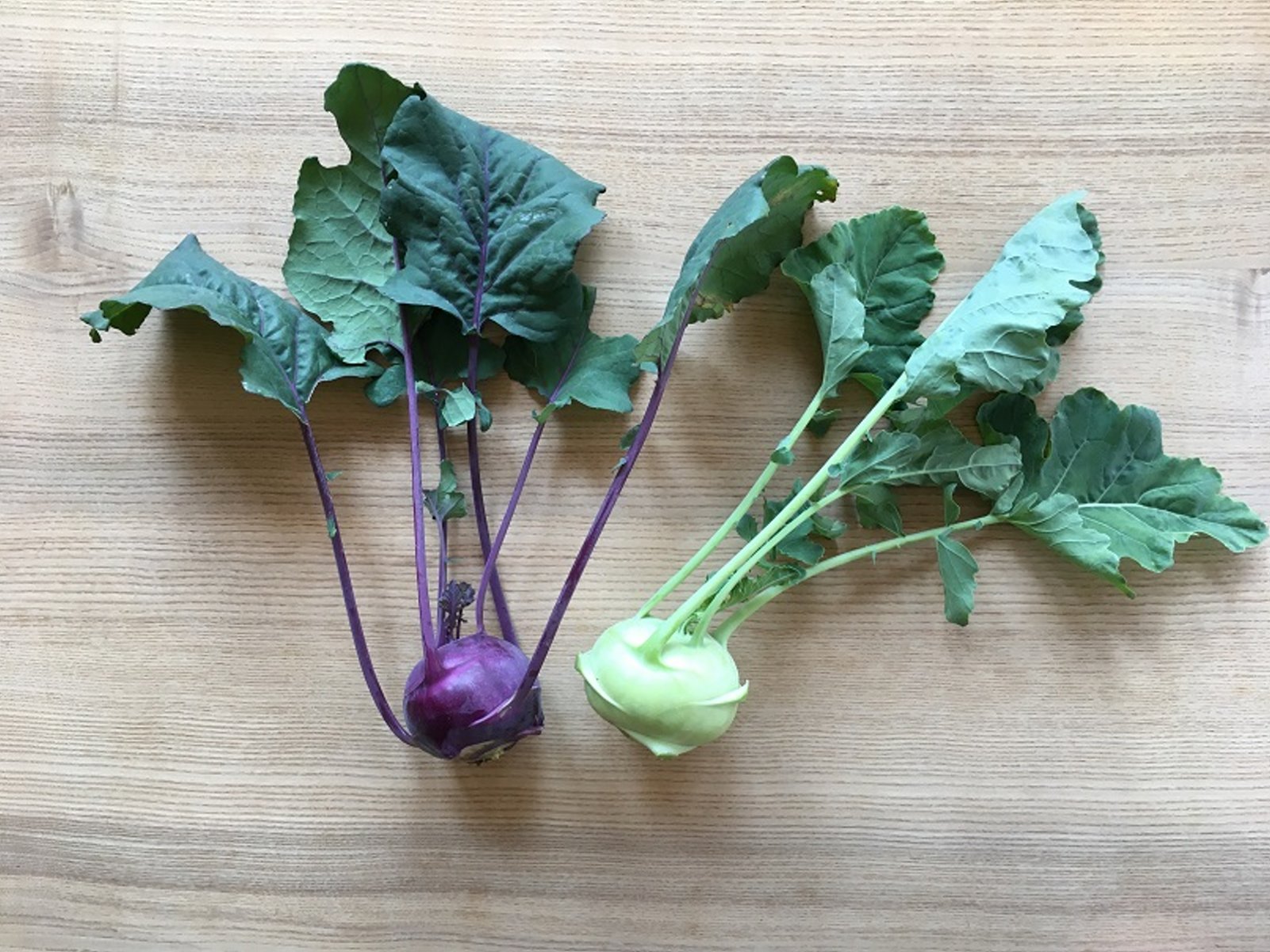 junge Kohlrabi 