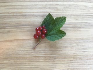 Johannisbeeren rot